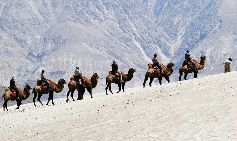 Bactrian Camel Ride